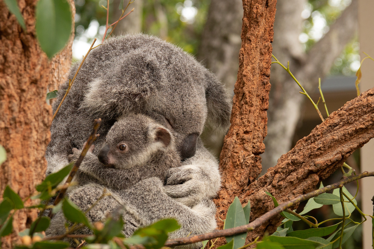 Koalas